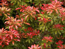 Load image into Gallery viewer, Pieris Mountain Fire Shrubs
