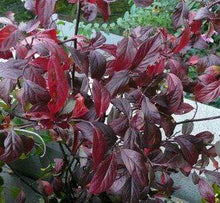 Load image into Gallery viewer, Itea Henry&#39;s Garnet Sweetspire Shrubs
