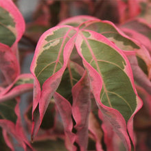 Load image into Gallery viewer, Wolf Eyes Dogwood
