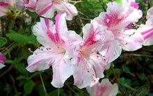 Load image into Gallery viewer, Azalea Autumn Chiffon Shrubs
