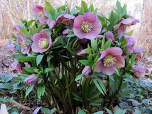Load image into Gallery viewer, Helleborus Orientalis
