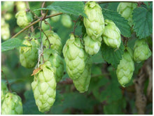 Load image into Gallery viewer, Nugget Hops Vines

