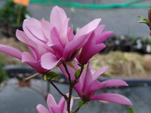 Load image into Gallery viewer, Magnolia Betty Trees
