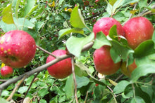 Load image into Gallery viewer, Sweet Sixteen Apple Trees
