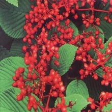 Load image into Gallery viewer, Shasta Viburnum Shrubs
