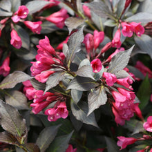 Load image into Gallery viewer, Weigela Wine and Roses Shrubs
