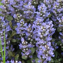 Load image into Gallery viewer, Ajuga Chocolate Chip
