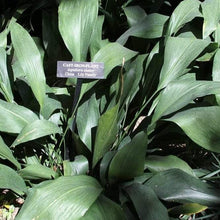 Load image into Gallery viewer, Aspidistra Cast Iron Plant
