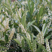 Load image into Gallery viewer, Otto Luyken Cherry Laurel Shrubs

