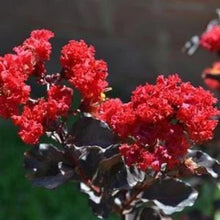 Load image into Gallery viewer, Ebony Flame Crape Myrtle Trees
