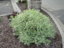 Load image into Gallery viewer, Variegated Yellow Twig Dogwood Shrubs
