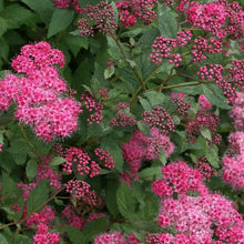 Load image into Gallery viewer, Double Play Pink Spirea Shrubs
