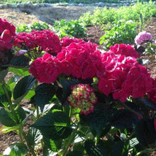 Load image into Gallery viewer, Ruby Red Hydrangea Shrubs
