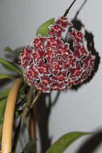 Load image into Gallery viewer, Hoya pubicalyx Splash Plants
