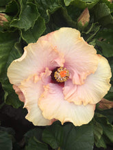 Load image into Gallery viewer, Paradise Hibiscus Plants
