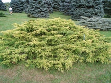 Load image into Gallery viewer, Gold Lace Juniper Shrubs

