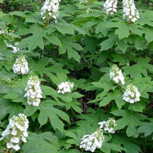 Load image into Gallery viewer, Snow Queen Oakleaf Hydrangea Shrubs
