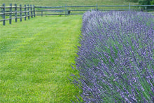 Load image into Gallery viewer, Phenomenal Lavender for Sale
