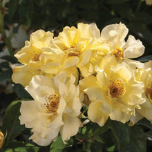 Load image into Gallery viewer, Lemon Drift Rose Bushes
