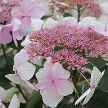 Load image into Gallery viewer, Let&#39;s Dance Diva Hydrangea Shrubs

