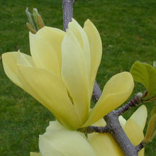 Load image into Gallery viewer, Magnolia Butterflies
