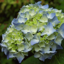 Load image into Gallery viewer, Nikko Blue Hydrangea Shrubs
