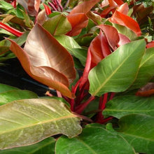 Load image into Gallery viewer, Philodendron McColley&#39;s Finale Plants
