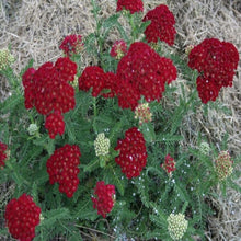 Load image into Gallery viewer, Achillea Pomegranate
