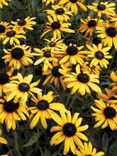 Load image into Gallery viewer, Rudbeckia Viette&#39;s Little Suzy
