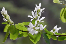 Load image into Gallery viewer, Serviceberry Trees
