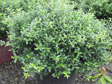 Load image into Gallery viewer, Soft Touch Holly Shrubs
