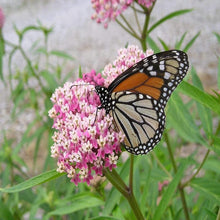 Load image into Gallery viewer, Swamp Milkweed Butterfly Weed Asclepias
