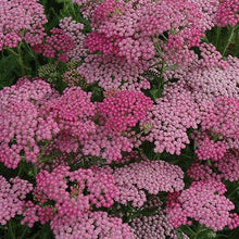 Load image into Gallery viewer, Achillea Pink Grapefruit
