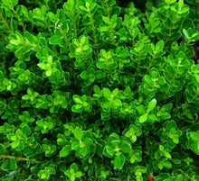 Load image into Gallery viewer, Baby Jade Boxwood Shrubs
