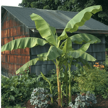 Load image into Gallery viewer, Banana &#39;Musa basjoo&#39; Plants
