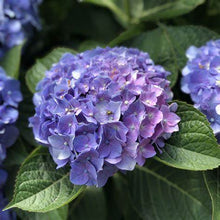 Load image into Gallery viewer, Let&#39;s Dance Blue Jangles Hydrangea Shrubs
