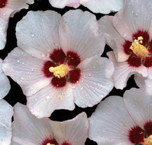 Load image into Gallery viewer, Hibiscus Head over Heels Blush
