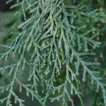 Load image into Gallery viewer, ITALIAN CYPRESS
