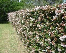 Load image into Gallery viewer, Rose Creek Abelia Shrubs
