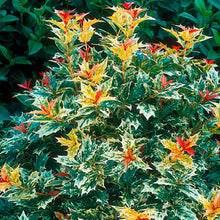 Load image into Gallery viewer, Osmanthus Goshiki Shrubs
