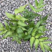 Load image into Gallery viewer, Japanese Holly Fern Plants
