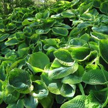 Load image into Gallery viewer, Hosta Frances Williams
