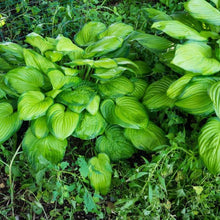 Load image into Gallery viewer, Hosta Guacamole
