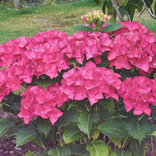 Load image into Gallery viewer, Ruby Red Hydrangea Shrubs
