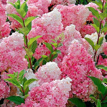 Load image into Gallery viewer, Vanilla Strawberry Hydrangea Shrubs
