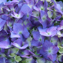 Load image into Gallery viewer, Let&#39;s Dance Blue Jangles Hydrangea Shrubs
