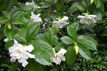 Load image into Gallery viewer, Gardenia Fragrant Pathways Shrubs
