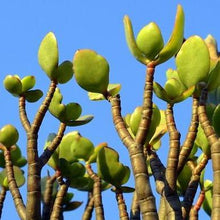 Load image into Gallery viewer, Jade Plants
