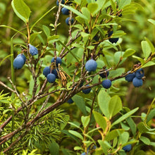 Load image into Gallery viewer, Jelly Bean Brazelberry Blueberry Bushes
