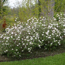 Load image into Gallery viewer, Koreanspice Viburnum Shrubs
